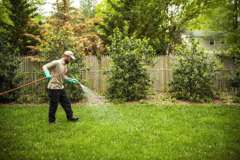 A man wearing a hat and gloves sprays a green lawn with a garden sprayer, focusing on maintaining the grass.