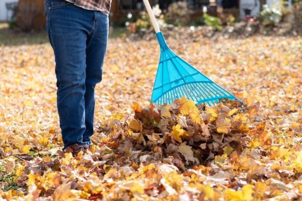 A man using a blue rake to sweep leaves in a yard, surrounded by trees and fallen foliage.