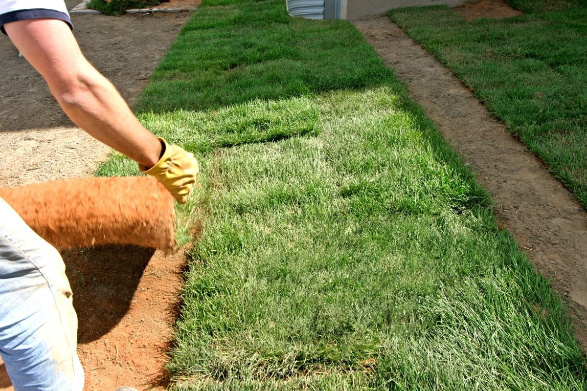 A man applies grass using a roller, ensuring an even and smooth lawn surface.