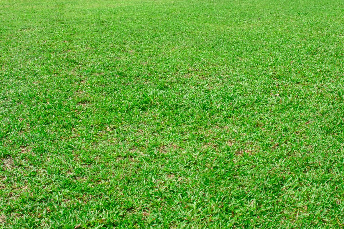  A grassy field featuring a soccer ball positioned centrally on the ground, inviting play and outdoor activity.